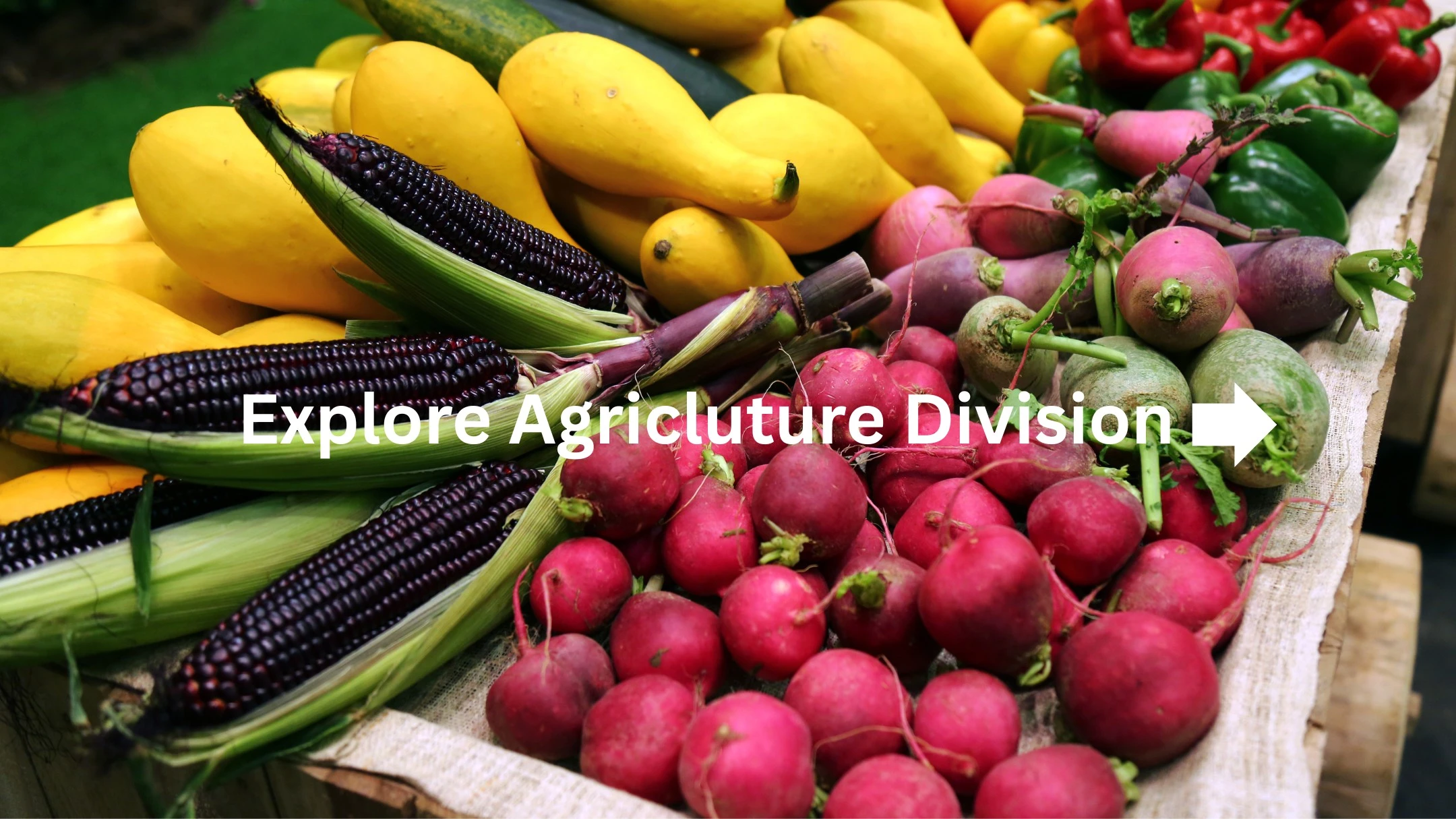 Agro image